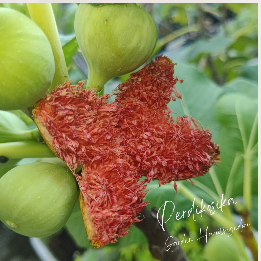 Perdikosika/ペルディコシカ