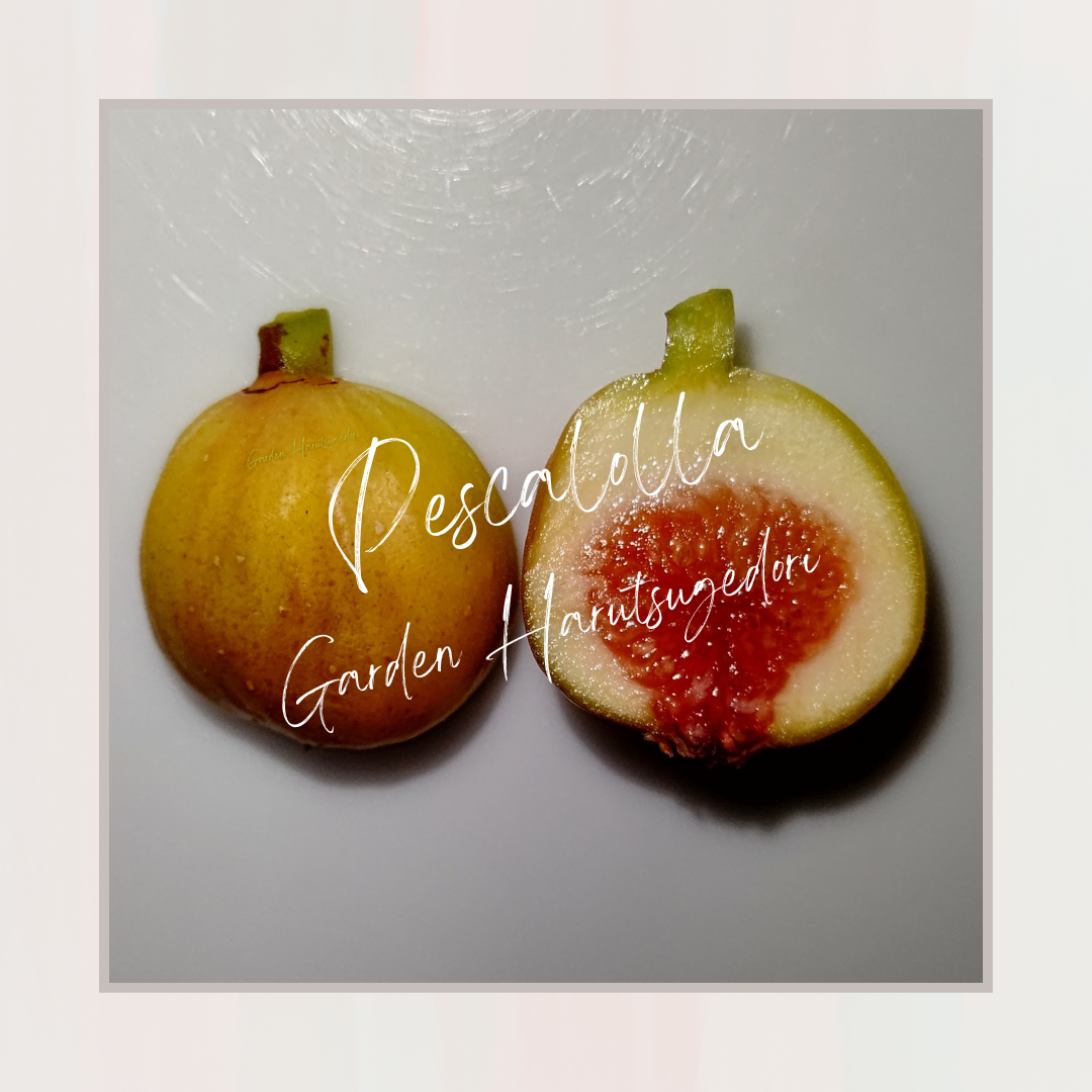 Pescarolla/ペスカローラ